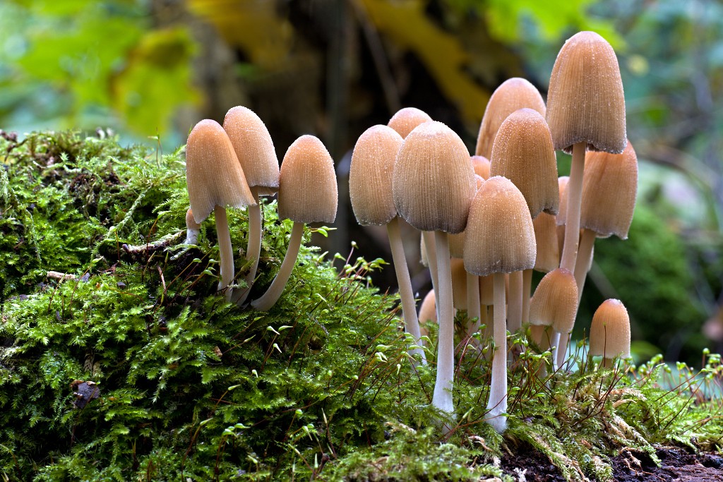 lente zomer herfst winter seizoen seizoenen voorjaar najaar hdr paddenstoelen bladeren mist regen sneeuw